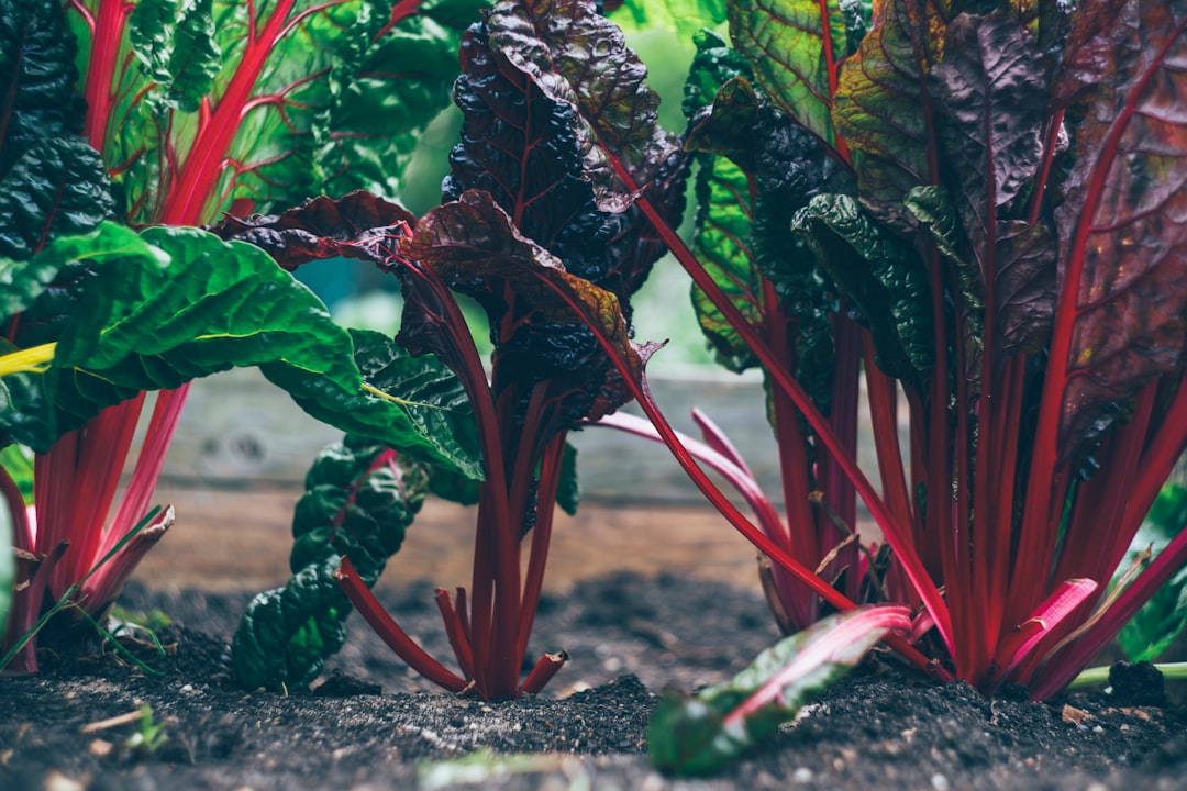 découvrez les secrets du jardinage durable pour créer un espace écologique et productif. apprenez des techniques respectueuses de l'environnement qui favorisent la biodiversité, préservent les ressources naturelles et offrent des récoltes abondantes. transformer votre jardin en un havre de paix durable n'a jamais été aussi simple !