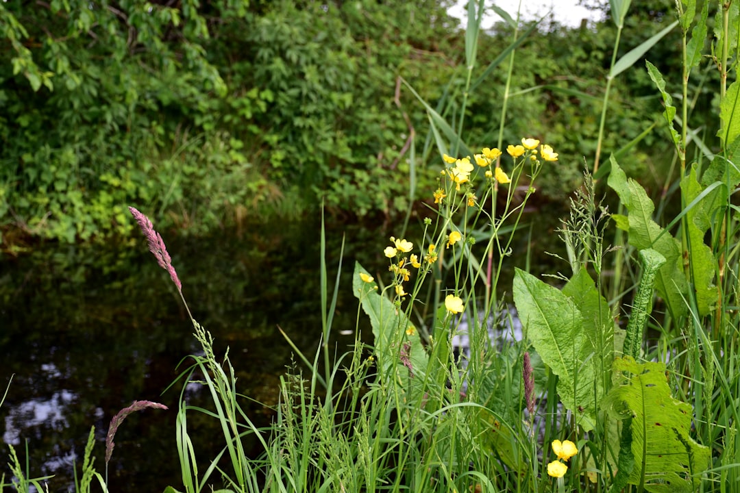 découvrez l'importance de la protection de la biodiversité, ses enjeux pour l'environnement et les actions à entreprendre pour préserver notre écosystème. engagez-vous pour un avenir durable en protégeant les espèces et leurs habitats.