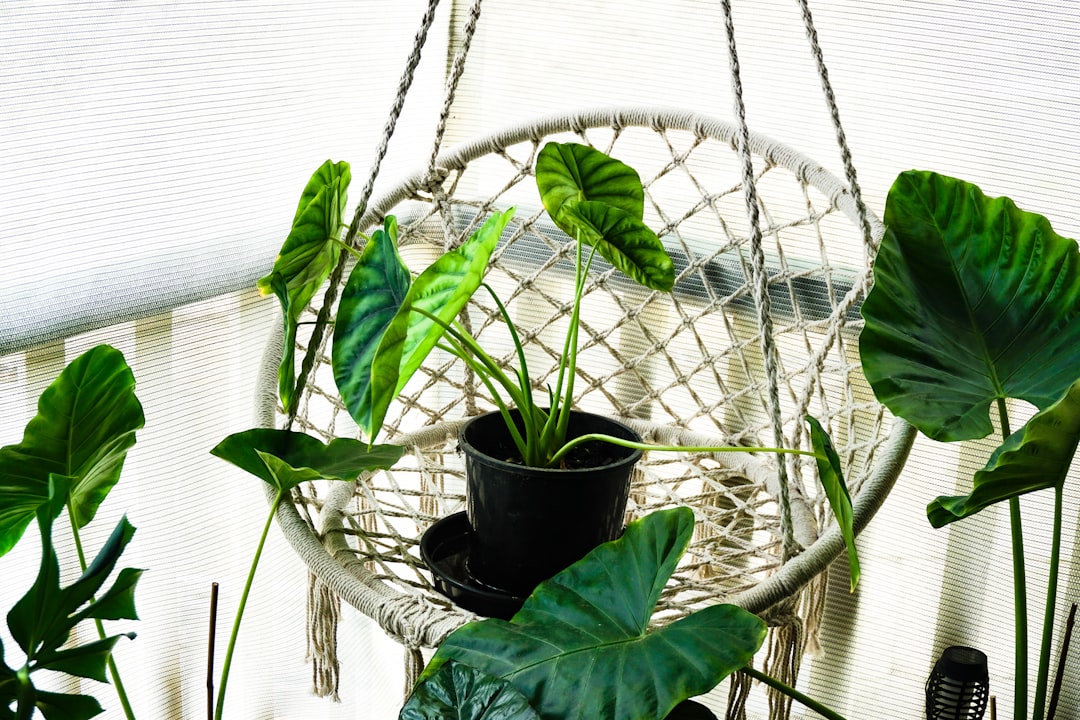 découvrez notre sélection de plantes d'intérieur pour égayer votre maison. des conseils d'entretien, des variétés adaptées à tous les espaces et astuces pour créer un véritable havre de paix végétal.