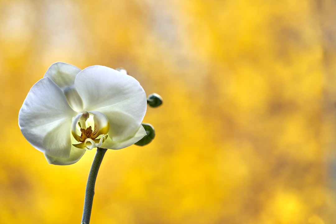 découvrez l'univers fascinant des plantes d'intérieur : conseils d'entretien, choix des espèces et astuces pour embellir votre maison tout en purifiant l'air. transformez votre espace de vie en un véritable havre de paix verdoyant!