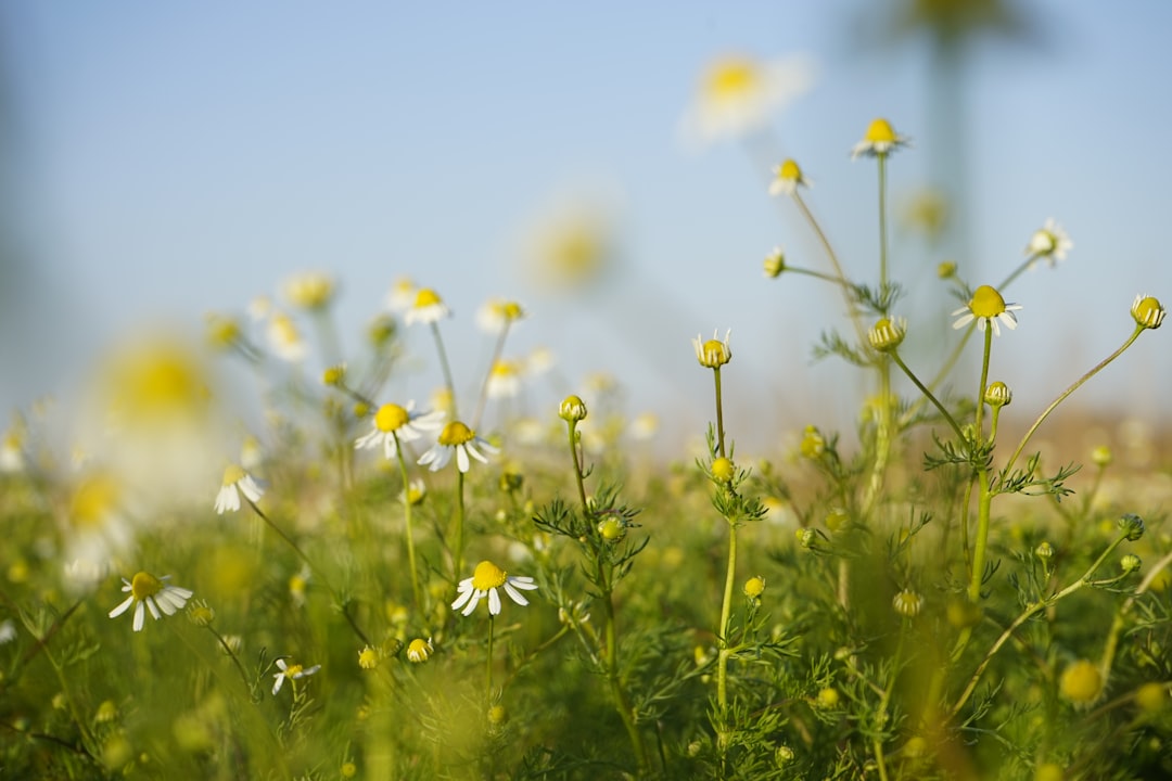 découvrez les bienfaits des soins naturels pour votre peau. optez pour des produits respectueux de l'environnement et adaptés à tous les types de peau, pour une beauté saine et éclatante.