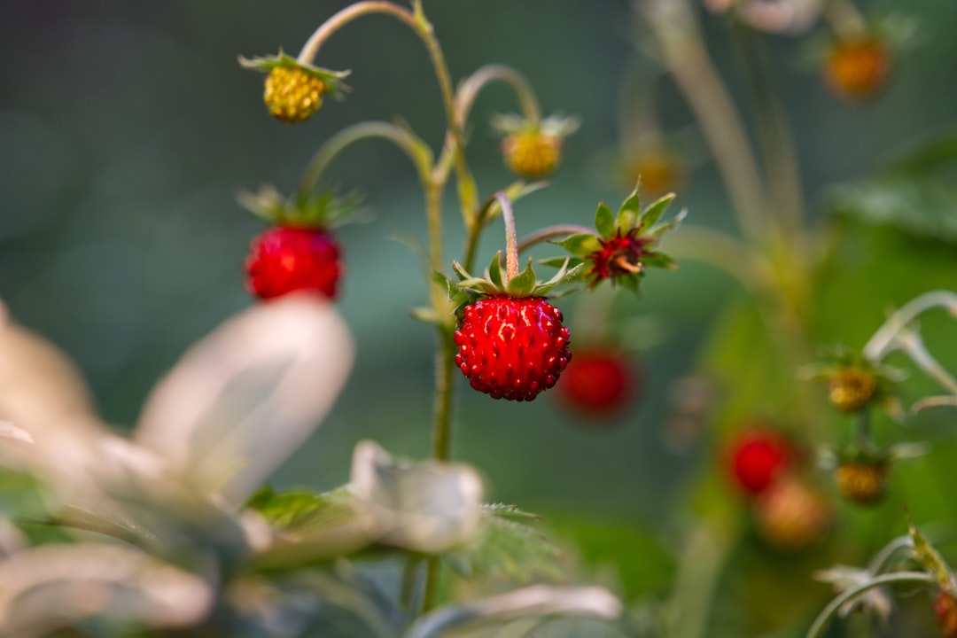 découvrez les aliments de saison : des recettes savoureuses et saines, des conseils pour choisir des produits frais et locaux en harmonie avec chaque période de l'année. mangez responsable et savourez les délices de la nature à chaque saison !