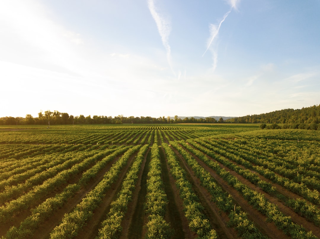 découvrez l'agriculture durable, une approche innovante qui préserve l'environnement tout en garantissant des récoltes saines et abondantes. apprenez comment cette méthode stimule la biodiversité, économise les ressources et soutient les communautés locales.