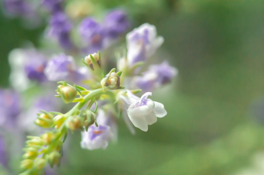 découvrez les principes du jardinage durable pour cultiver vos plantes tout en respectant l'environnement. apprenez des techniques écologiques pour créer un espace verdoyant qui préserve les ressources naturelles et favorise la biodiversité.