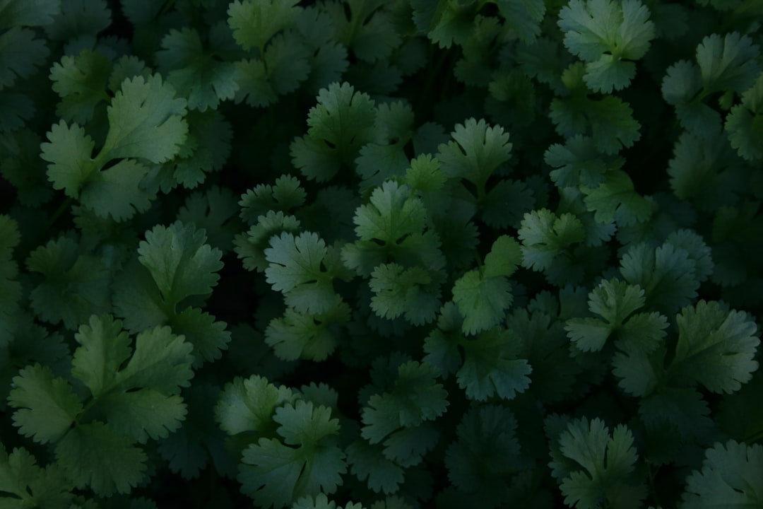 découvrez la permaculture, une méthode agricole écologique et durable qui favorise la biodiversité, récupère les ressources naturelles et crée des écosystèmes autosuffisants. apprenez à cultiver votre propre jardin de manière responsable tout en soutenant la santé de notre planète.