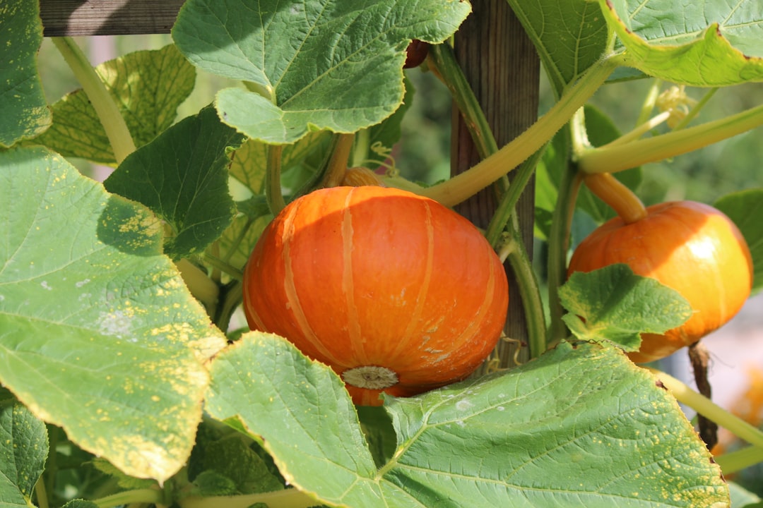 découvrez les principes de la permaculture, une méthode durable de cultivation qui respecte les écosystèmes naturels. apprenez à créer un jardin productif et autosuffisant, favorisant la biodiversité et le respect de l'environnement.