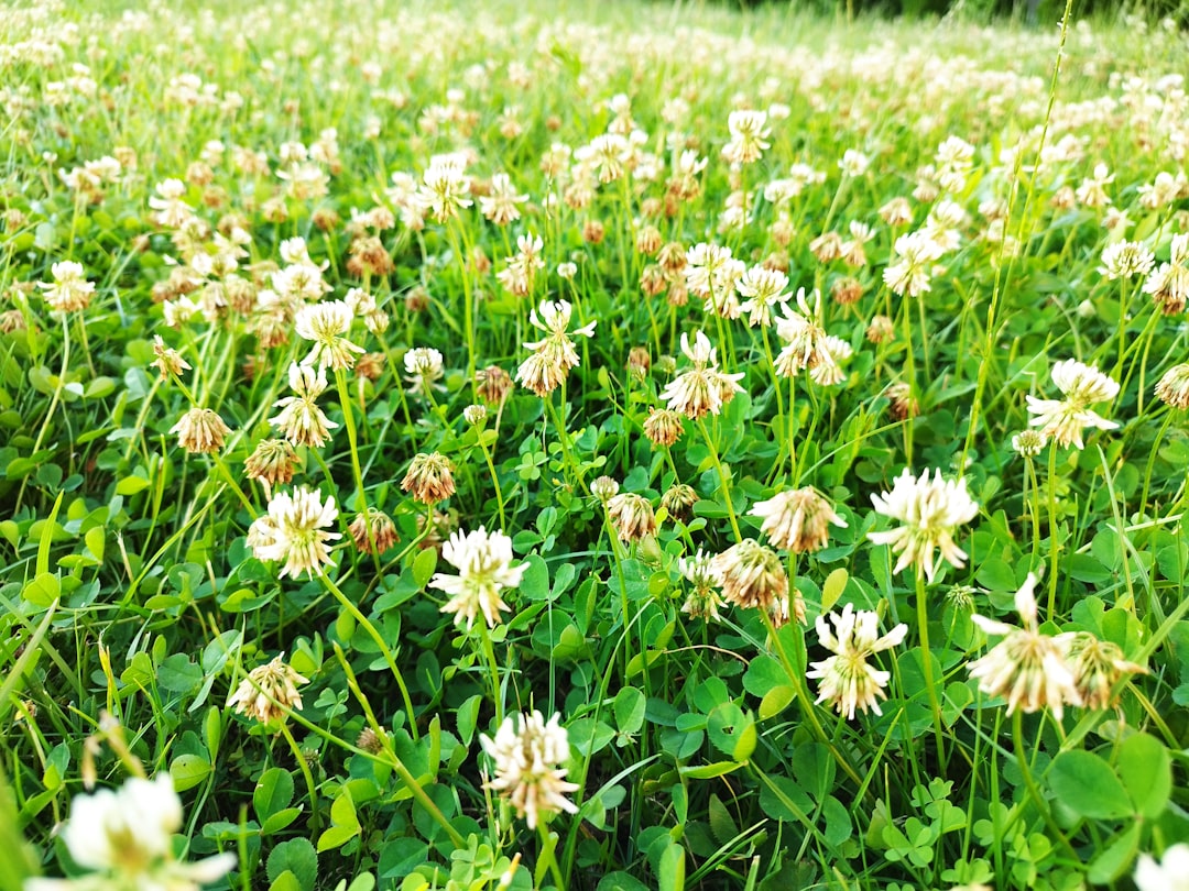 découvrez les principes de la permaculture, une méthode de culture durable et respectueuse de l'environnement. apprenez à concevoir des paysages agricoles qui fonctionnent en harmonie avec la nature tout en produisant des aliments sains et abondants. rejoignez le mouvement vers une agriculture écologique et apprenez à préserver notre planète.