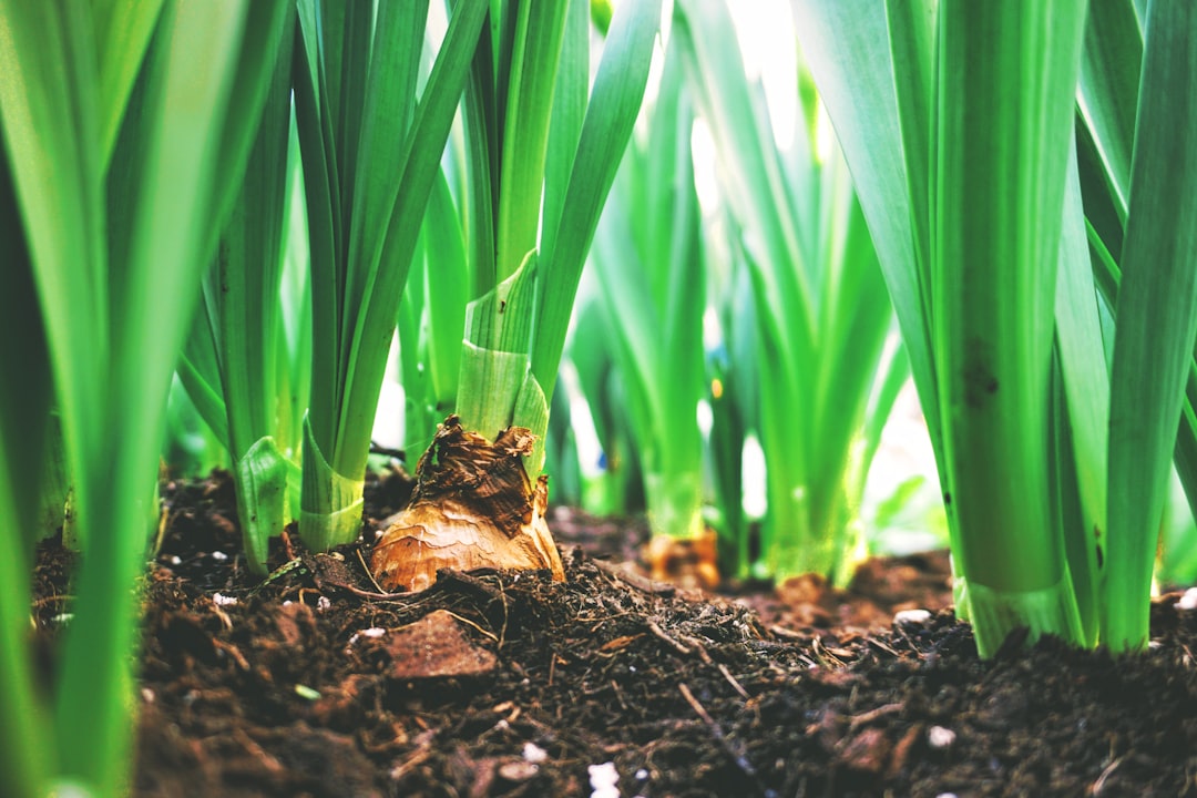 découvrez les bienfaits du compostage pour l'environnement et votre jardin. apprenez à créer votre propre compost à partir de déchets organiques et maximisez la fertilité de votre sol tout en réduisant vos déchets. transformez vos épluchures et résidus en un engrais naturel exceptionnel !