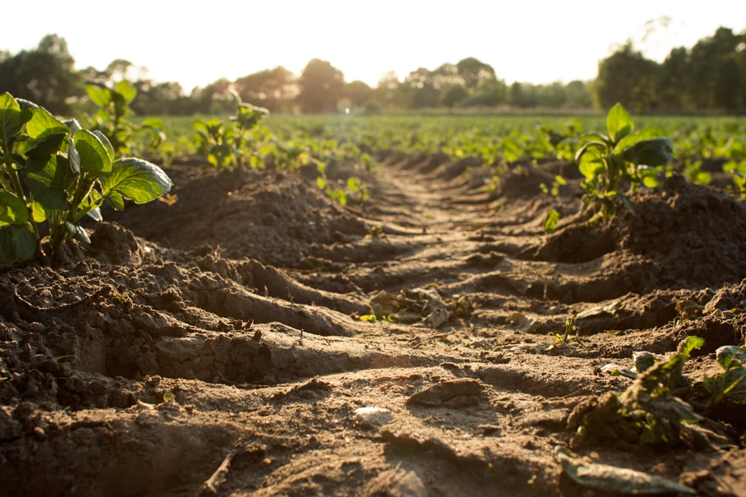 découvrez l'univers du compost : apprenez à transformer vos déchets organiques en un engrais naturel riche pour vos plantes. économique et écologique, le compostage est une solution idéale pour réduire vos déchets tout en enrichissant votre jardin.