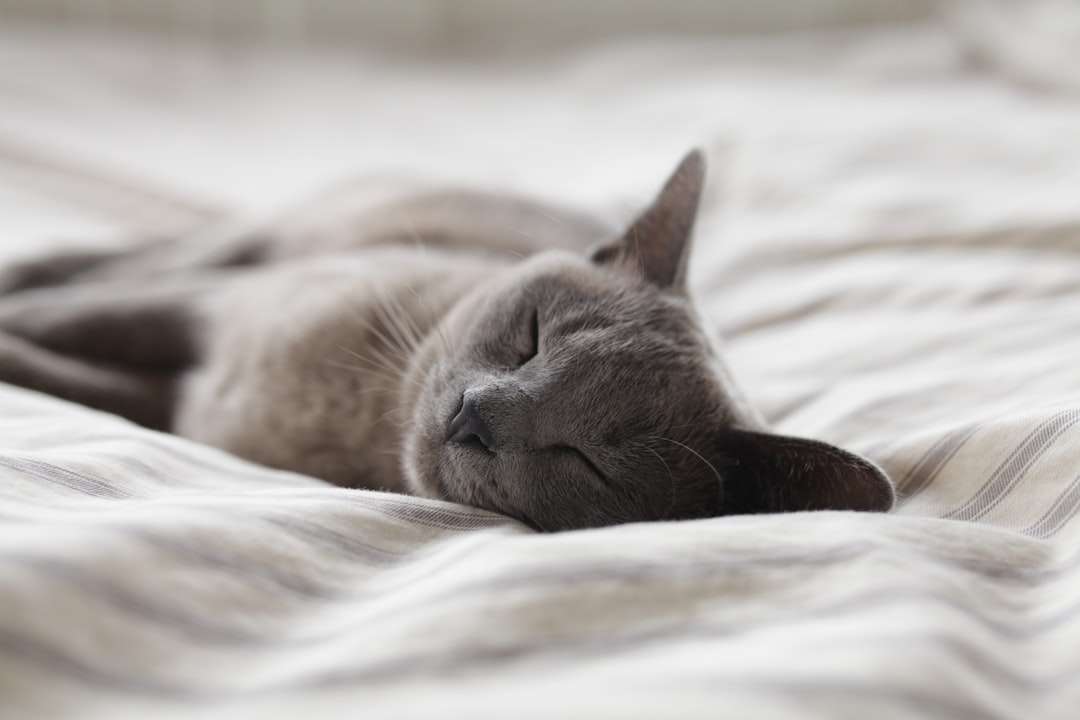 découvrez tout sur les cycles de sommeil, leur importance pour votre santé, et comment optimiser vos nuits pour un sommeil réparateur. apprenez à mieux comprendre les phases du sommeil et améliorez votre bien-être grâce à des conseils pratiques.
