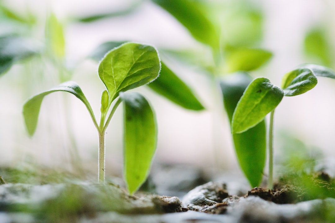 découvrez l'importance de la durabilité dans notre époque moderne. apprenez comment adopter des pratiques respectueuses de l'environnement pour préserver notre planète et garantir un avenir meilleur pour les générations futures.