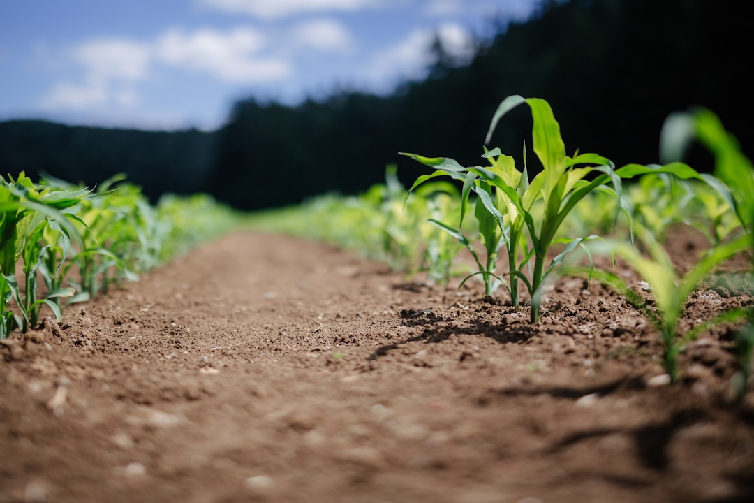 découvrez l'alimentation durable, une approche écoresponsable qui favorise des pratiques agricoles respectueuses de l'environnement, la réduction des déchets alimentaires et le soutien aux producteurs locaux pour une meilleure santé de notre planète.