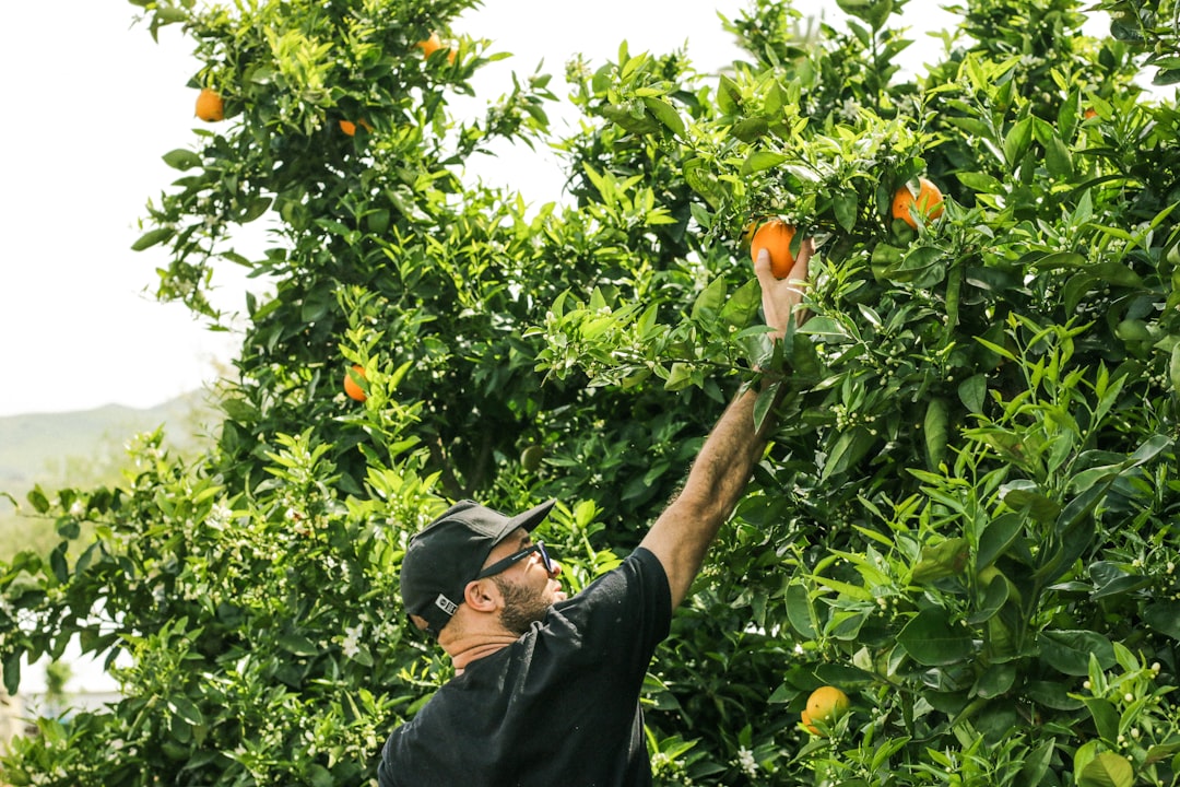 découvrez comment adopter une alimentation durable, bénéfique pour votre santé et l'environnement. explorez des recettes, des conseils pratiques et des informations sur les choix alimentaires qui préservent notre planète.